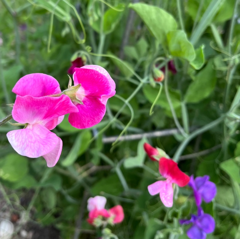 De bloemen staan er prachtig bij! Kom je er zondag een eigen boeketje van maken? Dat kan van 11-13 uur (betalen  met QR code). Vandaag is het tuincafe open en staan er daar enkele boeketjes te koop.