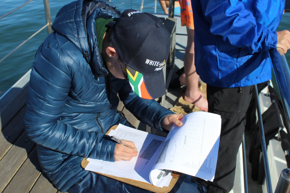 White Shark Projects (@wsprojects) on Twitter photo #Volunteer appreciation post! Our volunteers are invaluable when it comes to collecting data on the #sharks, and assisting with preparing the boat for trips.
For more information on our volunteer program, email volunteer@whitesharkprojects.co.za! π·
#whitesharkprojects #Volunteer appreciation post! Our volunteers are invaluable when it comes to collecting data on the #sharks, and assisting with preparing the boat for trips.
For more information on our volunteer program, email volunteer@whitesharkprojects.co.za! π·
#whitesharkprojects