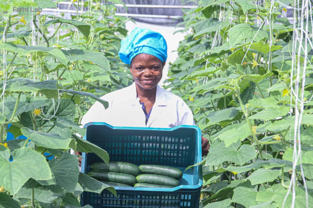 EYiAElitesG2's tweet photo. It's harvest O'clock 💃
The fruits of our labour🤭🤭🥒Happy to see our hard work and dedication payoff☺️Our plants are thriving and our team is feeling proud💚🥒🤩💃
#soilessfarming #EYiAElites
@sFarmLab https://t.co/nrpZKT1kyk