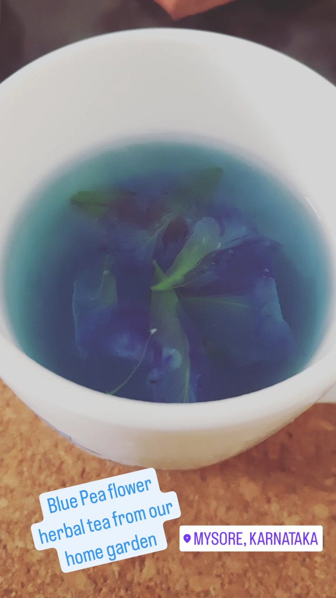 baarchana's tweet photo. Blue Pea flower from our home garden 
📍Mysore, Karnataka 

#urbangarden #homegarden https://t.co/yWzPDOn8U1