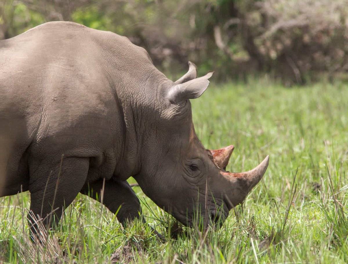 gorillatoursug's tweet photo. Embark on the Rhino trek at Ziwa Rhino Sanctuary for a very exhilarating experience of getting to interact with the magnificent rhinos.
#VisitUganda #RhinoTrek #Ziwa #RhinosInTheWild #ThePearlofAfrica #TravelAdventure https://t.co/ppoiARZsSB