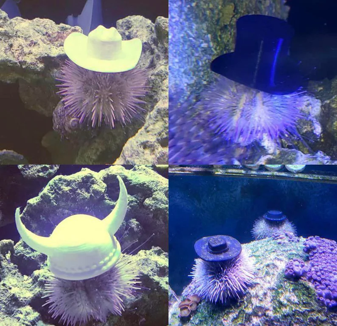 Certain types of sea urchins will pick up a shell with their tube feet and ‘wear’ it, with a behavior known as “covering reaction”, mainly because they shy away from light.

So aquarium enthusiasts 3D-printed tiny hats and they actually wear them.