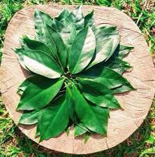 DaAcervo's tweet photo. 10 benefícios da ora pronobis

Os 10 principais benefícios desta planta incluem:

1. Promove a perda de peso

Pela sua quantidade de proteínas e por ser rica em fibras, a ora pronobis pode promover a perda de peso, pois promove a saciedade, diminuindo a ansiedade em ingerir alimentos durante o dia. 

Além disso, esta planta tem poucas calorias, o que a torna uma ótima opção para complementar dietas de emagrecimento.
