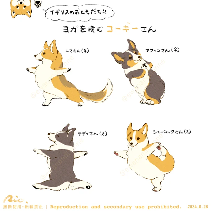 〜 #ヨガを嗜む柴犬さん のお友達〜  イギリスからやってきた 短いあんよが愛らしいヨギさん🇬🇧🐾