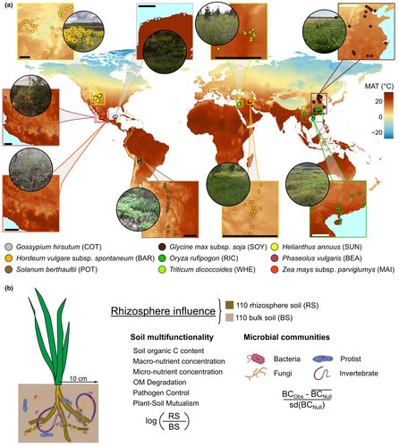 New paper from the lab- The abundant fraction of soil microbiomes regulates the rhizosphere function in crop wild progenitors - in - Ecology Letters - Wiley Online Library  led by Miguel de Celis
Also first paper from <a href="/CropGlobal/">Global Sustainable Agriculture & Environment</a> associate project with @PabloGarciaPal <a href="/ManuDelBaq/">ManuDelgadoBaquerizo</a>