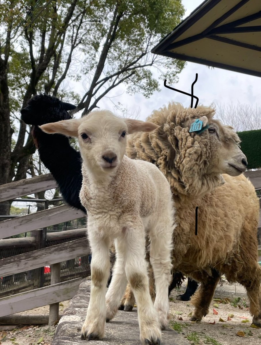 Satsukiyama DAYZOO【公式】 on X