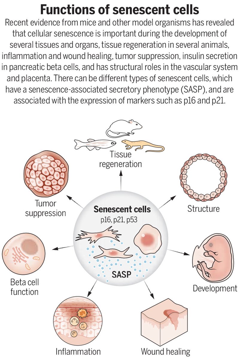Long associated with aging, senescent cells can promote health and have physiological roles.

Learn more in a new #SciencePerspective: scim.ag/7uC