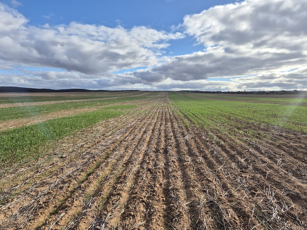 4peterdaw's tweet photo. @ipaddockapps @paulretired1951 @DavidHall_Soils Original strip put down in 17 going to have do some more https://t.co/t4sOwHgfGF