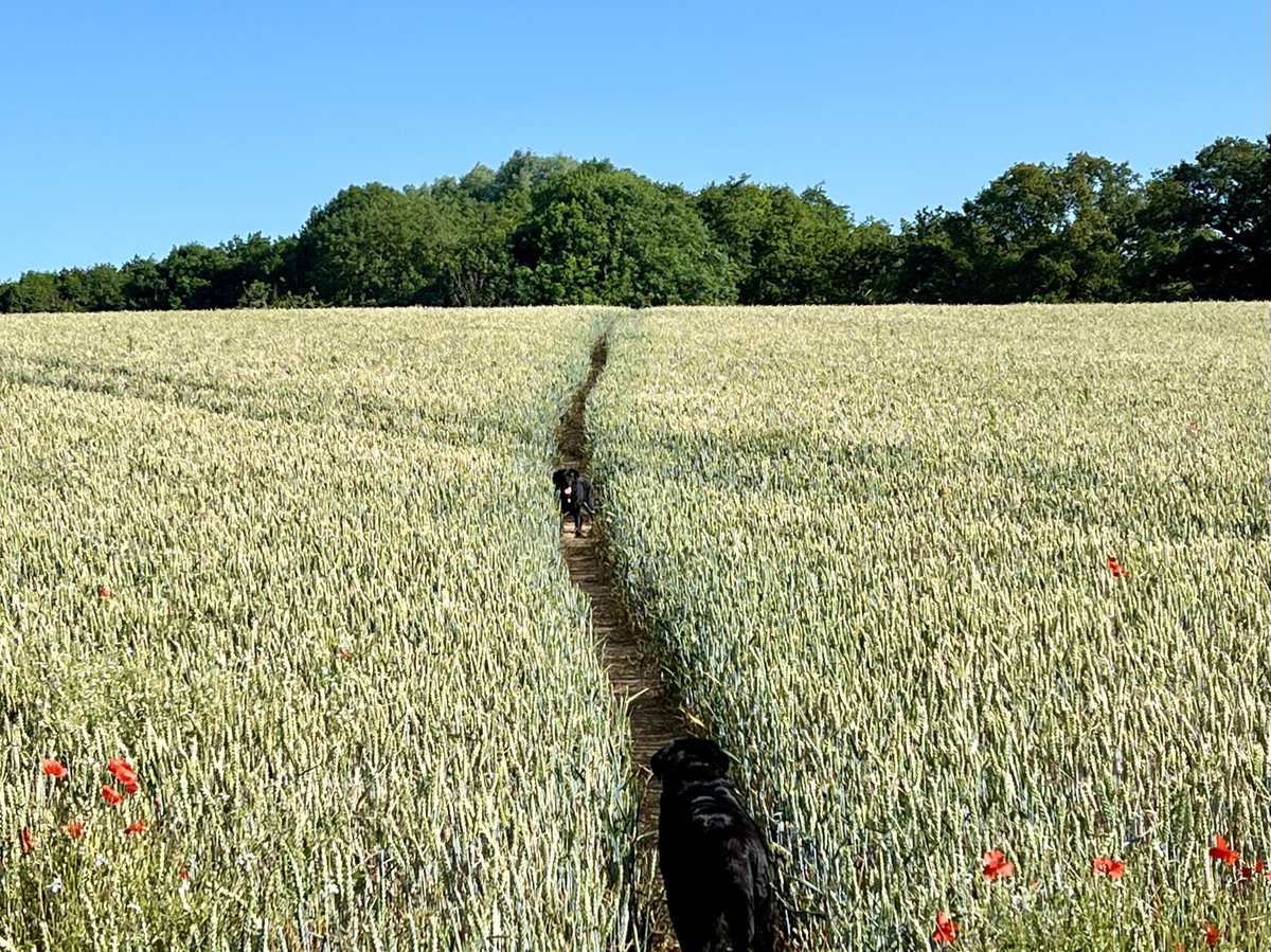 Sunny, warm early morning walk 😎Fields of wheat turning gold #summer #Suffolk