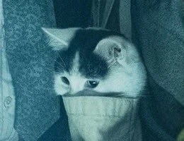 startefacts_'s tweet photo. I watch ‘A QUIET PLACE: DAY ONE’ for the plot:

The plot: https://t.co/MT1limGs9A