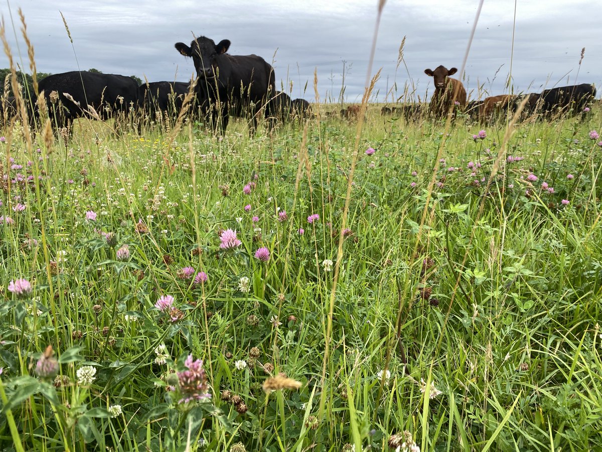 Red clover, white clover, vetch and lucerne/alfalfa.