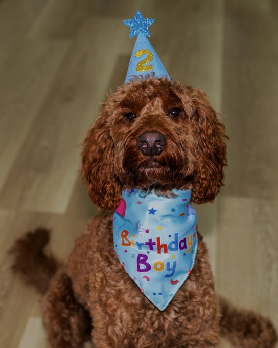 My sweet Birthday Boy 🐾🎂💙🎉 https://t.co/9nkk17TVdP