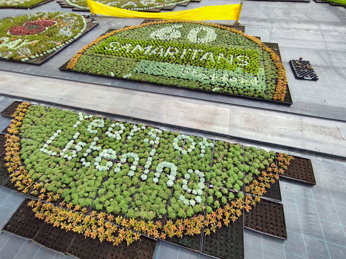 Now that we are reaching the final stages of our wonderful bedding displays, what better time to share with you just a few of the stunning designs the team have planted this year. Take a look at the gallery below for just a small taste of 2024's production!