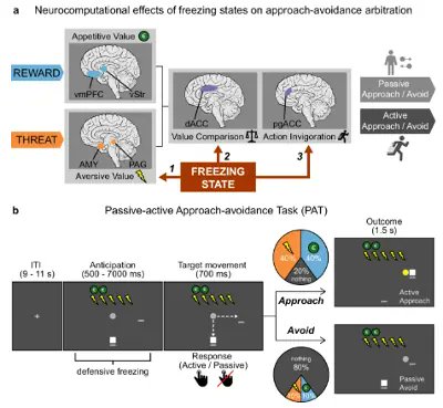 EEG-fMRI Defensive cardiac states and avoidance arbitration under threat 
Neuroscience 2024 Publications

<a href="/congressobrain/">congressobrain</a>
#Brain2024
#OHBM2024 
#FeSBE2024 
#SBNeC2024 
#SfN2024
iamchurch.com.br/post/nirs-eeg-…