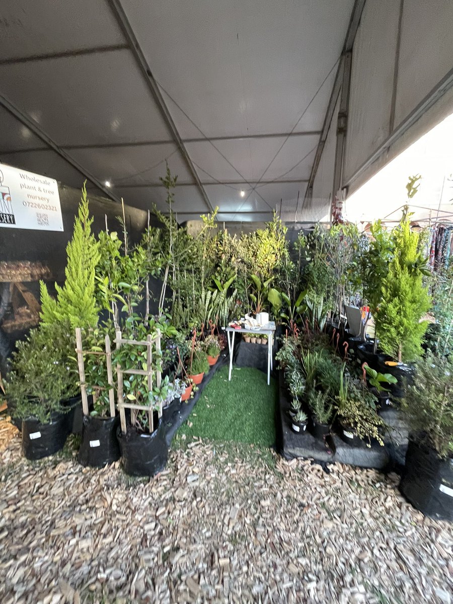 NguniNursery's tweet photo. We have a stall at the #NAF24 #VillageGreen in Makhanda. Our aim is not just sales but to introduce our nursery to the Eastern Cape. It’s been great meeting people & showing the quality of our plants.
#NationalArtsFestival #IndigenousTrees #Horticulture #LocalBusiness https://t.co/SW5HcCPmYY