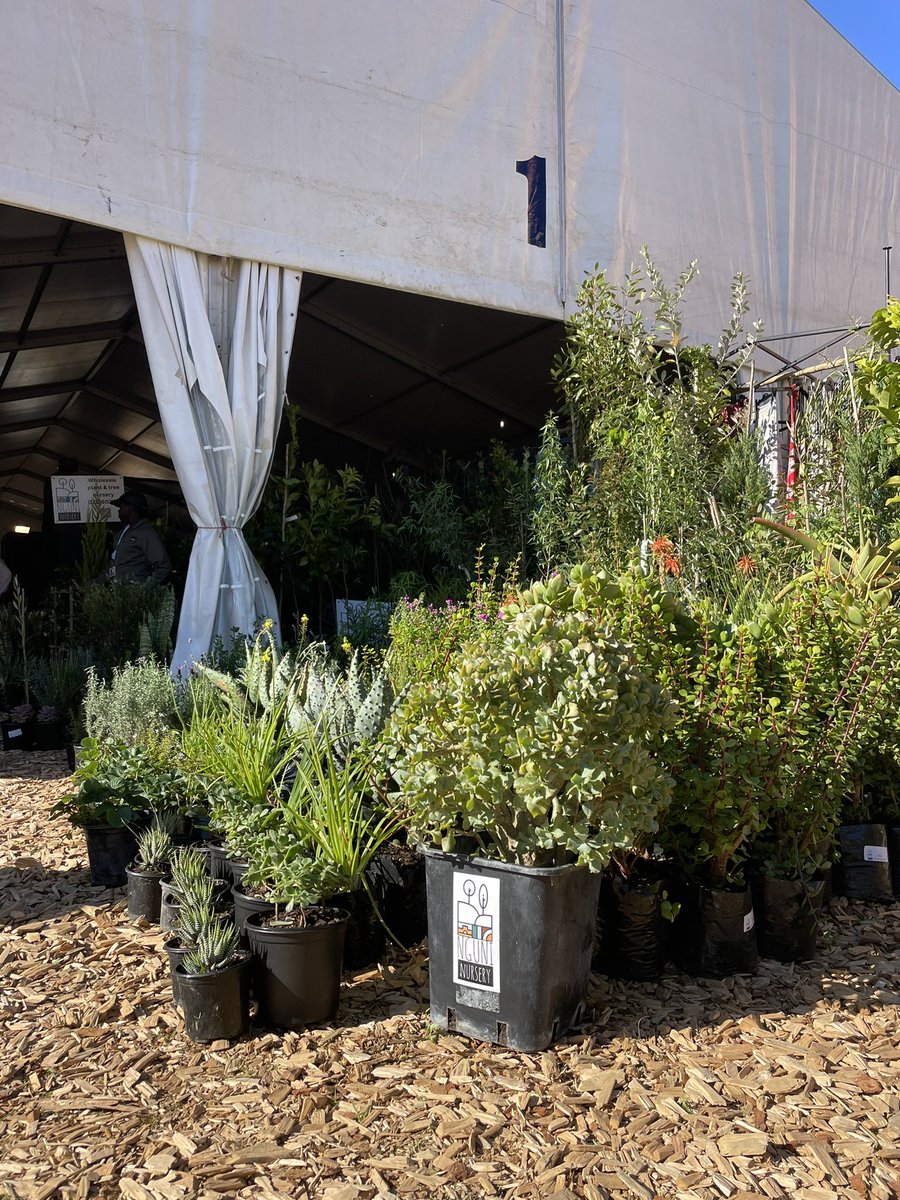 NguniNursery's tweet photo. We have a stall at the #NAF24 #VillageGreen in Makhanda. Our aim is not just sales but to introduce our nursery to the Eastern Cape. It’s been great meeting people & showing the quality of our plants.
#NationalArtsFestival #IndigenousTrees #Horticulture #LocalBusiness https://t.co/SW5HcCPmYY