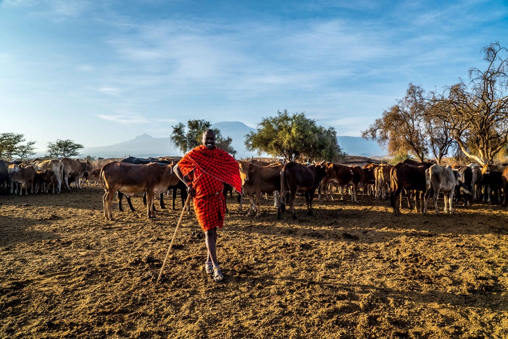 Did you know that Cattle represents the fundamental currency in traditional Maasai society? 

Families accumulated large herds to demonstrate their wealth and they were sold in exchanges involving goods and services. 

 #masai #visitkenya #travelphotography #funfactfriday