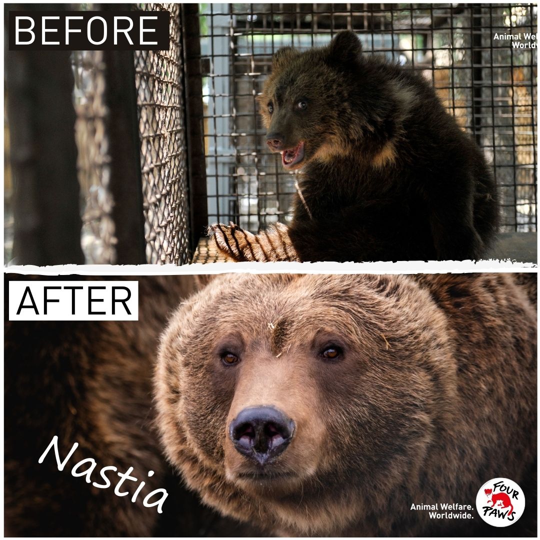 fourpawsAU's tweet photo. #Saddestbears Bear Nastia ๐ป
๐ธ Snatched from mother to be a tourist prop in photos
๐We rescued her the same year
๐กSafe at BEAR SANCTUARY Domazhyr
โจNow curious, lives happily with bear Bodia & loves grapes๐
https://t.co/u1f9k8lJQh
๐ธ ยฉ FOUR PAWS | Mihai Vasile https://t.co/ewAsHgaAco