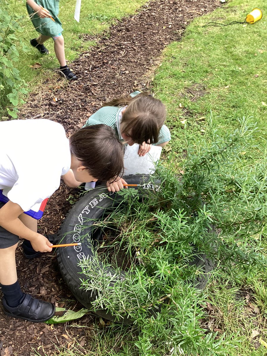Year2Markeaton's tweet image. 🧠💚 We went on a minbeast hunt around the school this week. We recorded the information in a tally chart and then created pictograms on the tablets. Which minibeast do you think we have the most of? #MPSComputing #MPSScience #MPSMaths