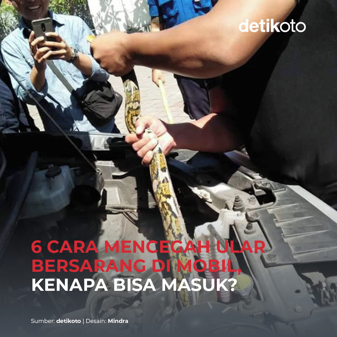 detikoto's tweet photo. Jika ular yang bersarang di mesin mobil tidak segera ditangani, dapat menimbulkan korsleting dan kebakaran. 😱⁣
⁣
Berikut cara mencegah dan mengusir ular yang terlanjur bersarang di mobil. 😎⁣
⁣
>> https://t.co/SI54ElDEdu

#detikoto #otomotif #ototips #ular https://t.co/53EKYacf7l