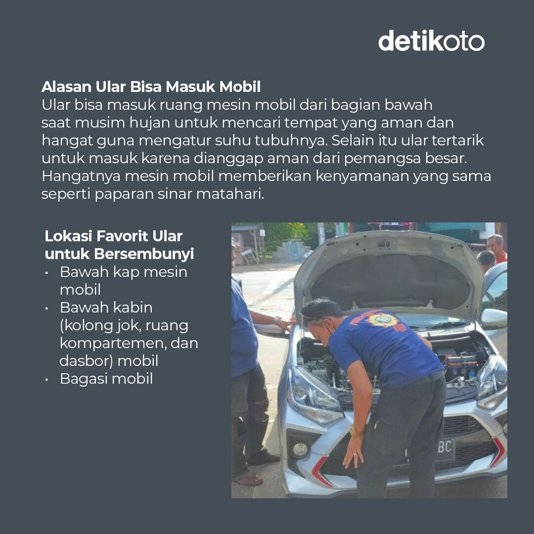 detikoto's tweet photo. Jika ular yang bersarang di mesin mobil tidak segera ditangani, dapat menimbulkan korsleting dan kebakaran. 😱⁣
⁣
Berikut cara mencegah dan mengusir ular yang terlanjur bersarang di mobil. 😎⁣
⁣
>> https://t.co/SI54ElDEdu

#detikoto #otomotif #ototips #ular https://t.co/53EKYacf7l