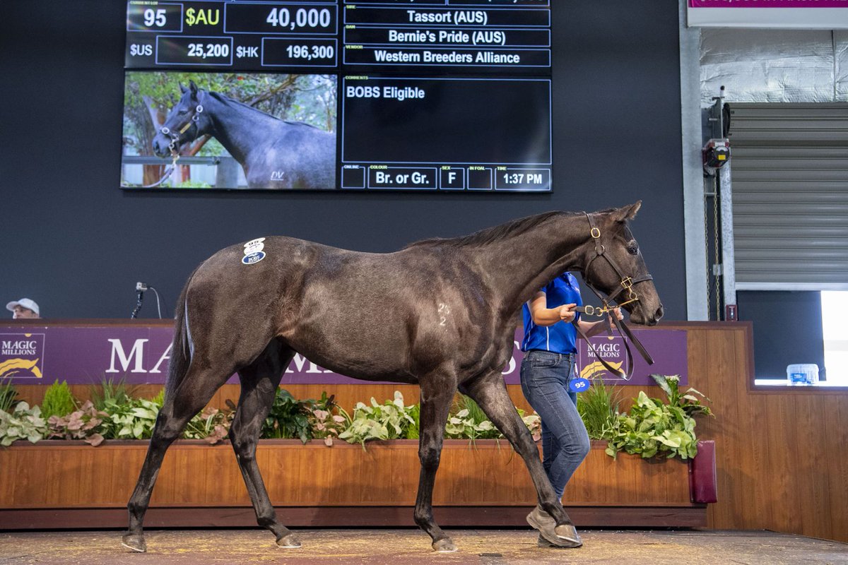 Grey filly by Tassort, who is doing amazing things at stud, service fee now up to 38.5k. Only one Tassort to race in WA and he has been very successful. Only 10% left in this filly and who doesn't love a grey.
Ryanhillracing@gmail.com 0477979232