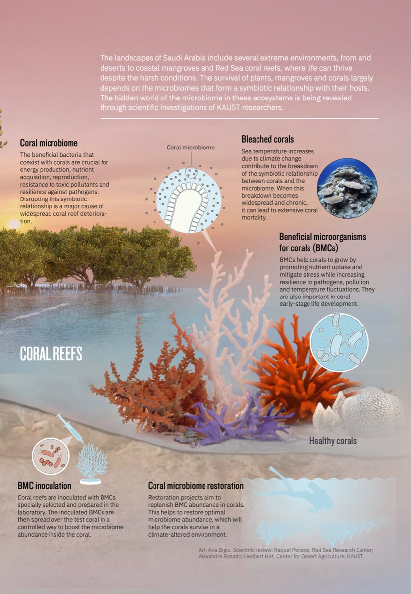 World Microbiome Day celebrates microbiome research's impact on health and the environment. Explore some of #KAUST's groundbreaking studies! #WorldMicrobiomeDay #MicrobiomeResearch discovery.kaust.edu.sa/edition/issue-…