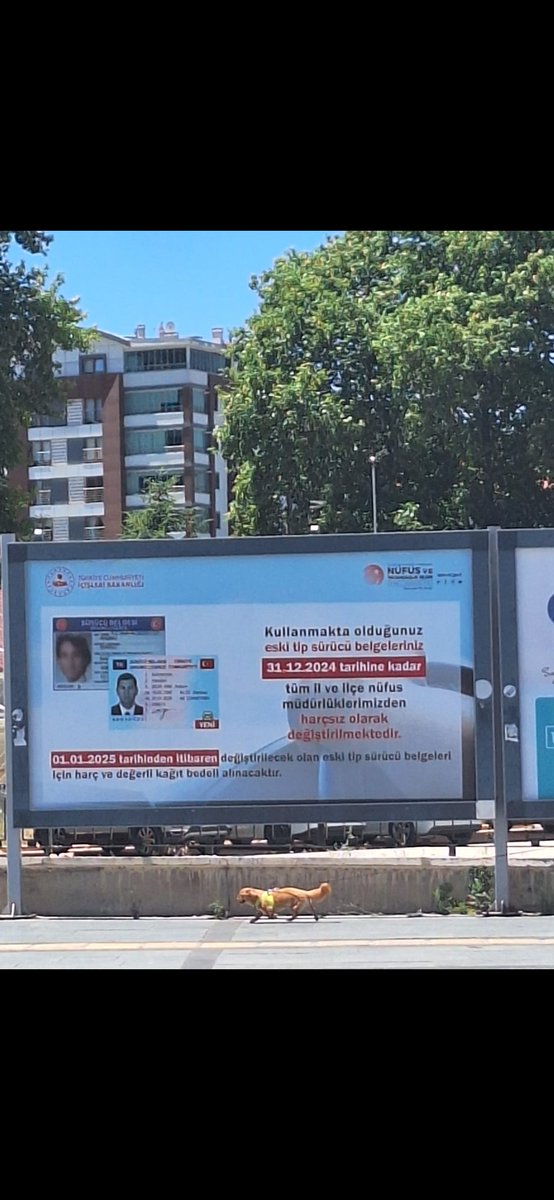 Tokat İl Nüfus ve Vatandaşlık Müdürlüğü (@tokatilnufus) on Twitter photo Sürücü Belgesi bilgilendirme afişlerimiz Tokat Belediyesi Billboardlarında, <a href="/TC_icisleri/">T.C. İçişleri Bakanlığı</a> <a href="/AliYerlikaya/">Ali Yerlikaya</a> <a href="/tokatvaliligi/">Tokat Valiliği</a> <a href="/numanhatipoglu/">Numan Hatipoğlu</a> <a href="/itasyapan/">İbrahim Taşyapan</a> <a href="/AliDaglioglu37/">Ali DAĞLIOĞLU</a> Sürücü Belgesi bilgilendirme afişlerimiz Tokat Belediyesi Billboardlarında, <a href="/TC_icisleri/">T.C. İçişleri Bakanlığı</a> <a href="/AliYerlikaya/">Ali Yerlikaya</a> <a href="/tokatvaliligi/">Tokat Valiliği</a> <a href="/numanhatipoglu/">Numan Hatipoğlu</a> <a href="/itasyapan/">İbrahim Taşyapan</a> <a href="/AliDaglioglu37/">Ali DAĞLIOĞLU</a>