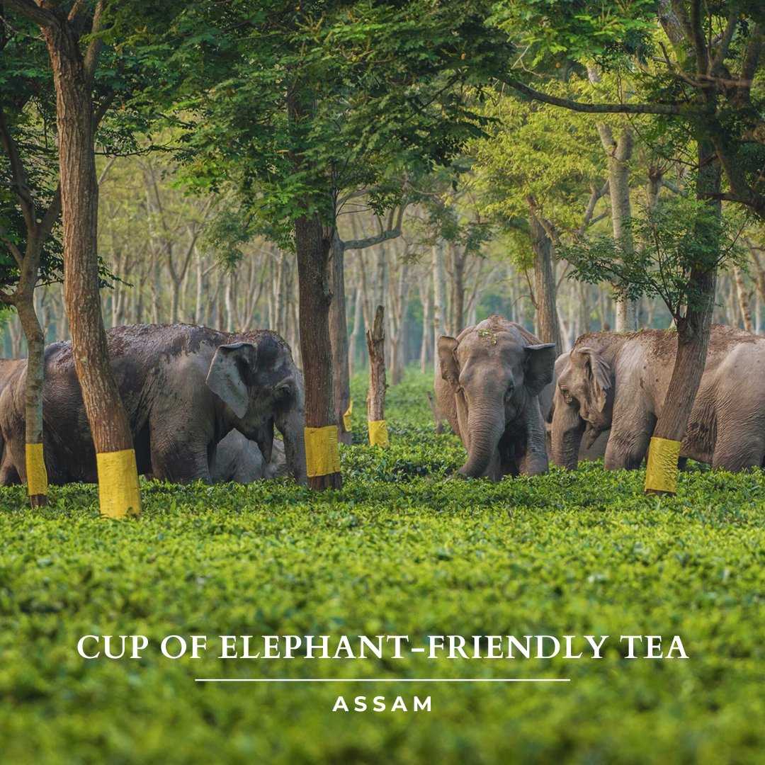 MyTourBox's tweet photo. Two Assam tea estates in Udalguri are the world's first "Elephant-Friendly Certified Tea," blending wildlife conservation with high-quality tea production. 

#MyTourBox #AssamTourism #TeaGardens #AssamTea #ElephantFriendly #IncredibleIndia https://t.co/Vq8H38hN0N