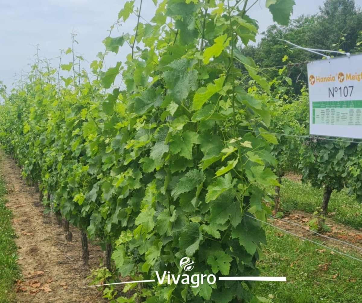 Nous avons réuni nos clients distributeurs et plusieurs conseillers viticoles pour une visite d’essais, qui avait pour but de démontrer l'efficacité de nos solutions biocontrôle et celle de nos biostimulants.
Merci à tous ceux présents !
👉🏻 vivagro.fr