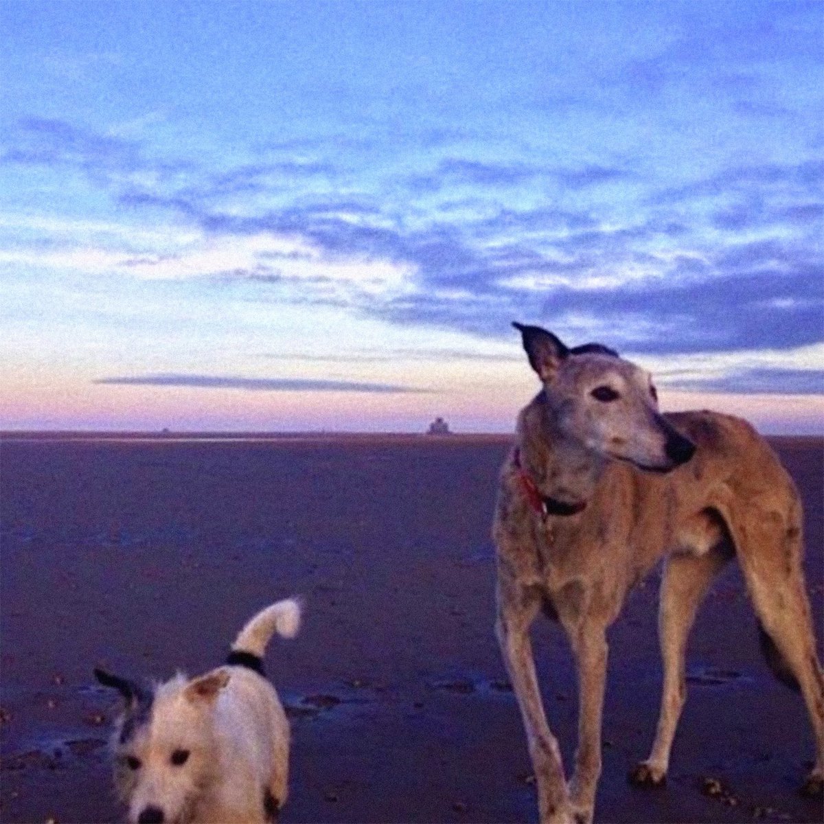 Introducing our kooky new single, D Day. You’d better keep running.

youtu.be/kptqy4Vk5GM?si…