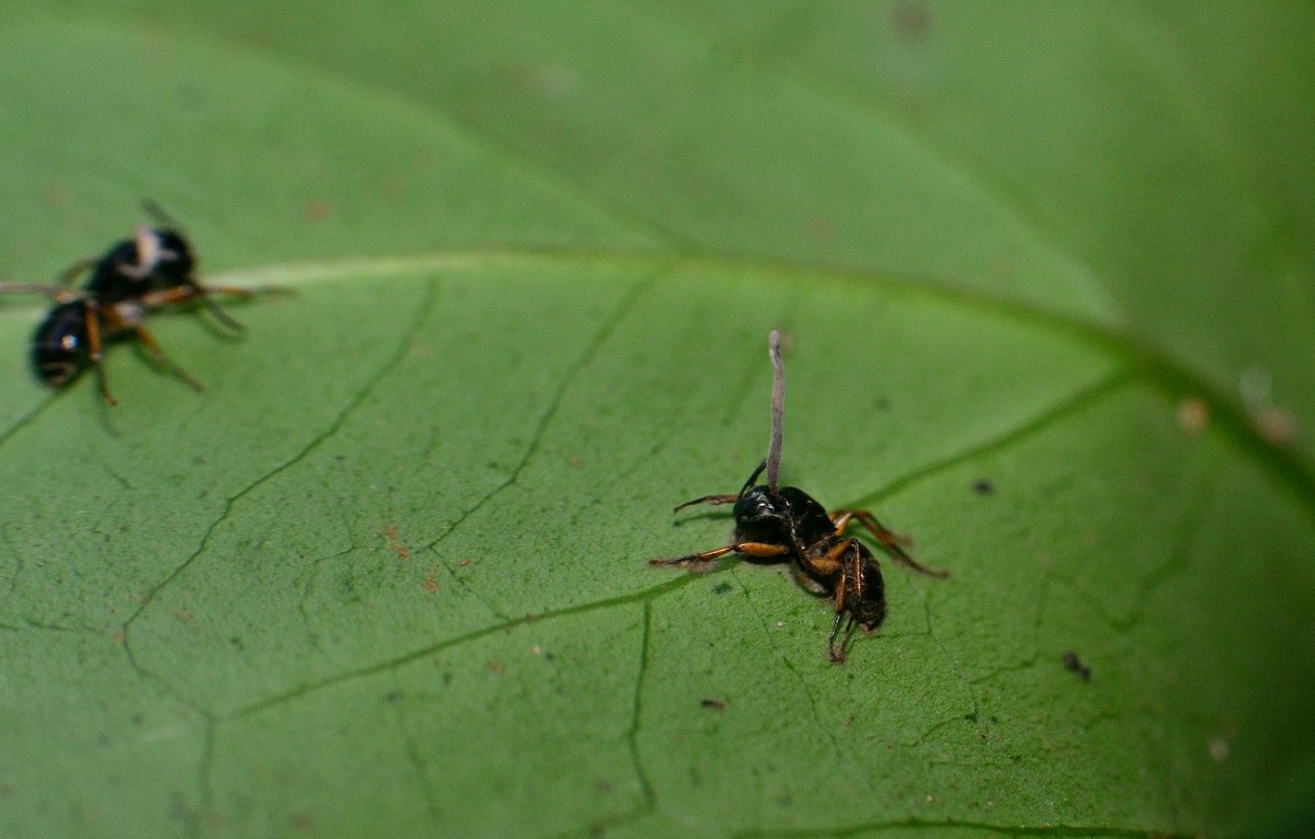 chan_ter's tweet photo. Fungi can be crazy like this Ophiocordyceps that turns the ants zombies! Lucky to have spotted one last year in Kudremukh under the leaf. More on the zombie story here - 
https://t.co/sTmIekY410 #ants #fungi https://t.co/zWUhsTepu1