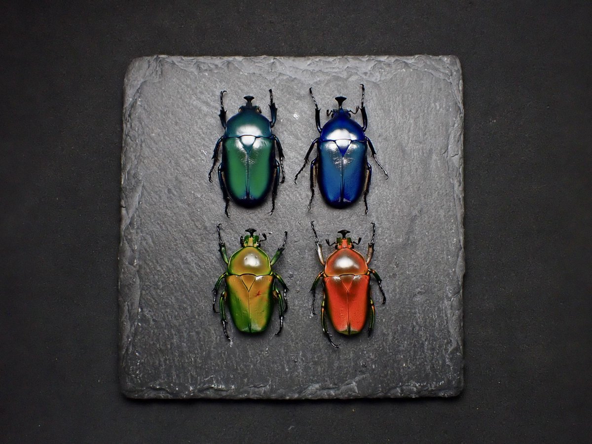 Damaster & Carabus on X