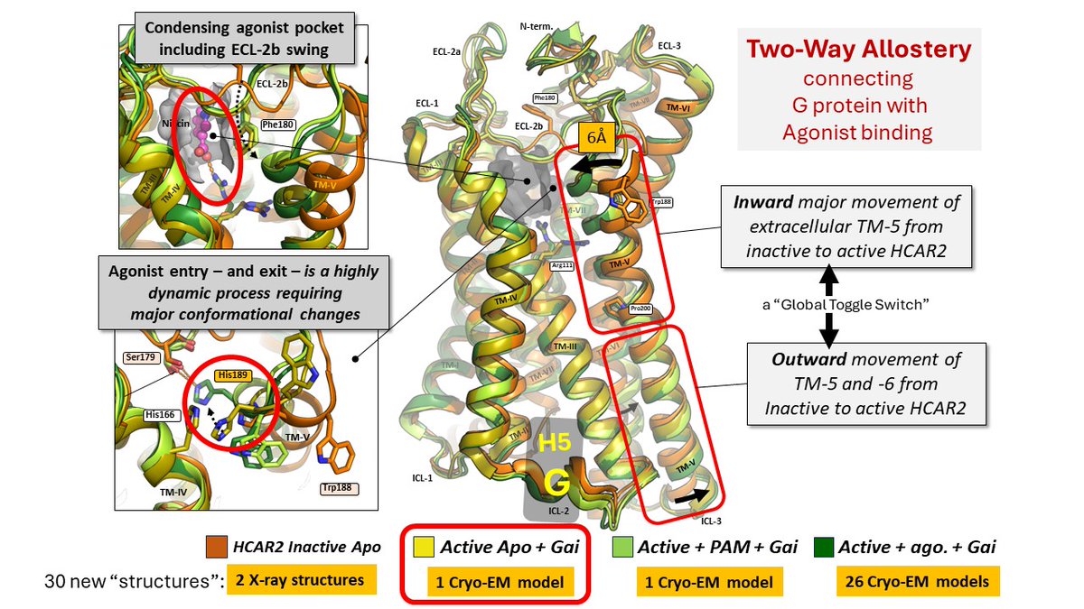 Thue W Schwartz (@thue_schwartz) on Twitter photo Amazing puzzle of 30 (thirty) HCAR2 structures when pieced together by @A_Shenol show the complex binding path/ agoPAM control of dynamic entry gate/ and two-way allostery with G protein. Read Asliās thread below and her true MD story in <a href="/MolecularCell/">Molecular Cell</a>: doi.org/10.1016/j.molc⦠Amazing puzzle of 30 (thirty) HCAR2 structures when pieced together by @A_Shenol show the complex binding path/ agoPAM control of dynamic entry gate/ and two-way allostery with G protein. Read Asliās thread below and her true MD story in <a href="/MolecularCell/">Molecular Cell</a>: doi.org/10.1016/j.molcā¦
