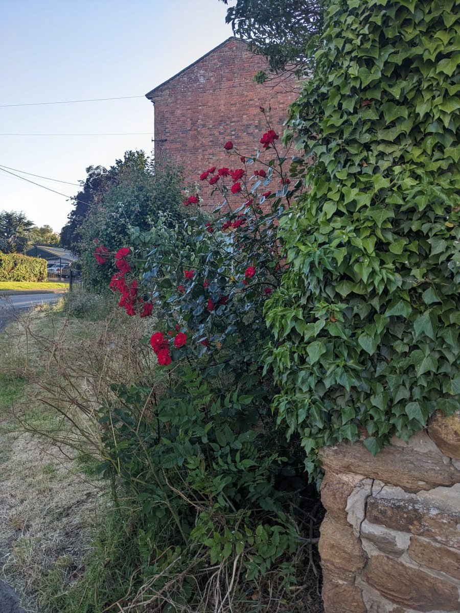 DaventryCLP's tweet image. Spotting a lovely mix of Labour posters and red roses on the campaign trail in Welford, Barby and Brixworth! 🌹