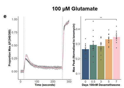 domkaul's tweet photo. [6/6] Finally, we wanted to see whether human astrocytes could directly respond to stress. We activated cortisol receptors in hPSC astrocytes. Activation directly shaped the glutamate clearance and the calcium response to excitatory neurotransmitters, such as glutamate and NMDA. https://t.co/3a6ogmt2mM