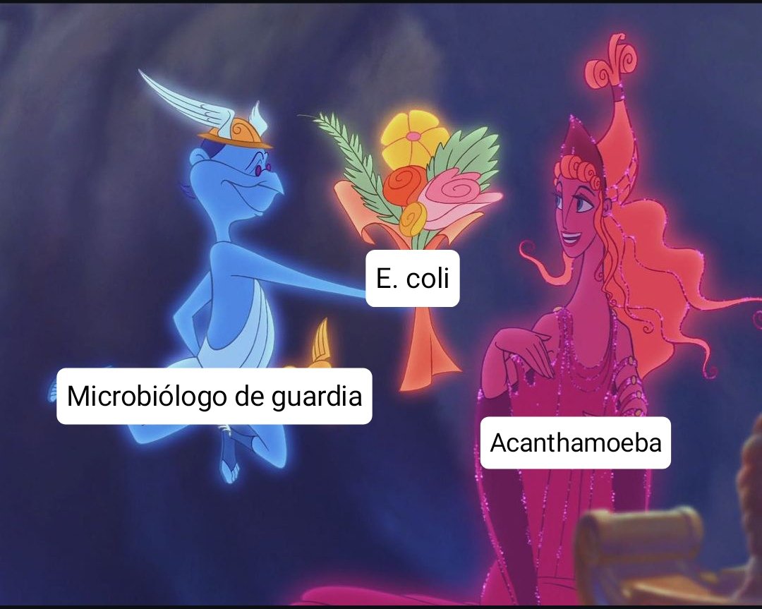 anderdemicro's tweet photo. 🦠 Acanthamoeba
💊 Akantior® (polihexanida: daña la pared y el cromosoma del parásito)

"Europa aprueba el primer tratamiento contra una peligrosa ameba que infecta los ojos de usuarios de lentillas"
https://t.co/njez4pD6Ap

Meanwhile en su diagnóstico microbiológico: https://t.co/sjsbz1GVdR
