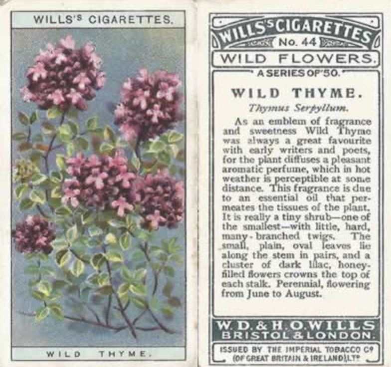 britgardhistory's tweet photo. Wild Thyme, Wills's Cigarette Cards 1923 Wild Flowers series, No 44. https://t.co/wbgp9LSpwQ
