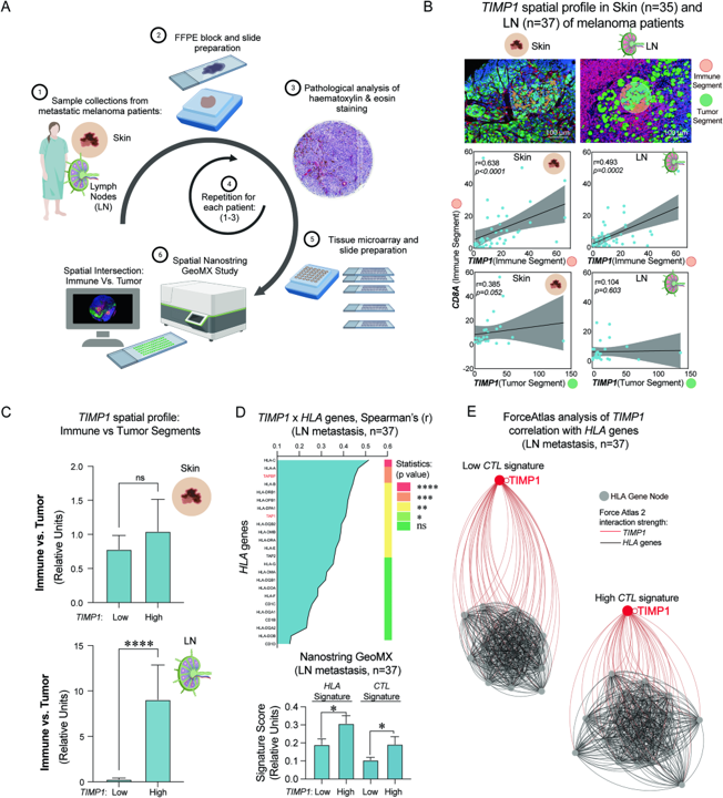 brukerspatial's tweet photo. Boosting immune checkpoint therapy by turning cold tumors hot! Researchers at the @UniTurku used GeoMx DSP to profile #melanoma and identified TIMP-1 as a key #biomarker modulating tumor immunogenicity.
👉https://t.co/IcjQvAIfCe
#FridayRead #Spatialprofiling https://t.co/LcUBMQ6fcN