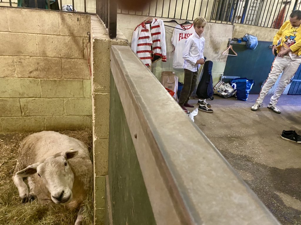 _Queenesque's tweet image. A few pictures from a private festival we played. Saturday 25th May.
We had young Matthew join us for a few songs on guitar.
And we shared a 'dressing room' with a sheep.
What's not to like?!