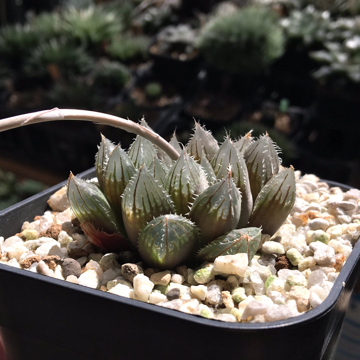 晴れたら良いね

Haworthia salina, JDV97-019, Perseverance

植え替えないから良さ半減

やっぱりサリナには腐葉土が良いのかなぁ

#JDV97_019 #Haworthia #ハオルチア #ハオルシア #succulents #多肉植物