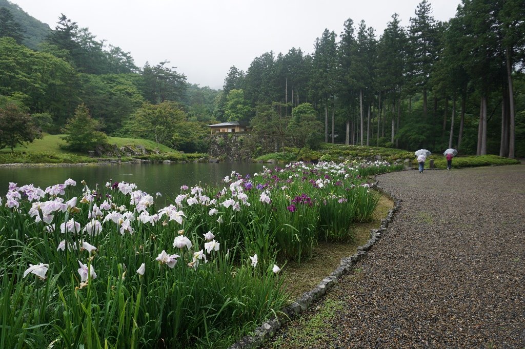 kanuma_kankou's tweet photo. 🔔NEWS
／
古峯神社・古峯園
　　花菖蒲の開花状況
＼

現在、見頃(満開)を迎えています。
晴れも雨も #映え な古峯園でゆったりな時間を過ごしてみませんか？

※入園料 500円

🔻詳細はコチラ(鹿沼日和)
https://t.co/yBC6LrdHpF…

#鹿沼市 #古峯神社
#ハナショウブ https://t.co/8rdpagz5KV