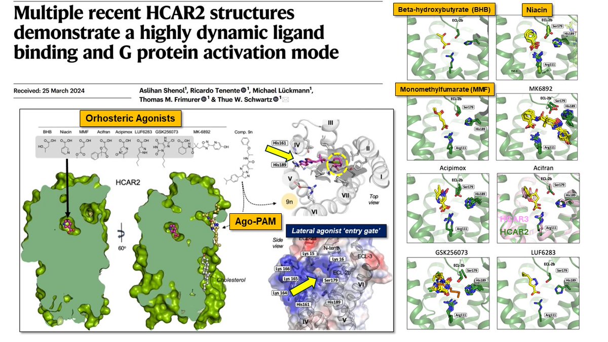 Thue W Schwartz (@thue_schwartz) on Twitter photo #METABOLITE #GPCR sensing - How #ketones (beta-hydroxybuturate), monomethylfumarate (MS drug), and #niacin works. Great editorial process at <a href="/NatureComms/">Nature Communications</a> thanks.
<a href="/Metabolcenter/">NNF Center for Basic Metabolic Research (CBMR)</a> #METABOLITE #GPCR sensing - How #ketones (beta-hydroxybuturate), monomethylfumarate (MS drug), and #niacin works. Great editorial process at <a href="/NatureComms/">Nature Communications</a> thanks.
<a href="/Metabolcenter/">NNF Center for Basic Metabolic Research (CBMR)</a>