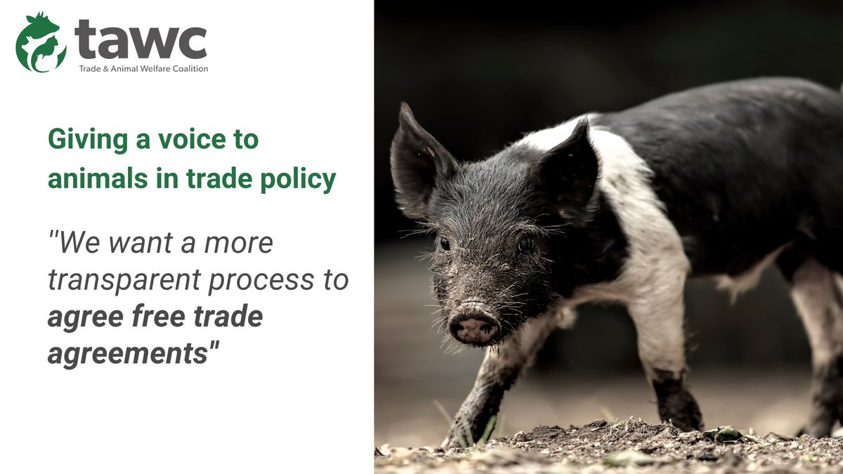 TAWCUK's tweet photo. ⚠️ Urgent reform to the UK’s trade scrutiny processes is needed as they currently lack inclusivity and transparency.

Parliament, the devolved administrations, civil society and the public are marginalised and excluded throughout the development of new trade agreements. https://t.co/JKOmZI93vL