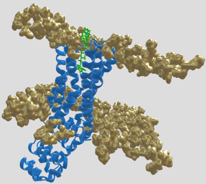 Craig Daly (@craigjdaly) on Twitter photo A new 3D model added to the XR Life Science sketchfab collection. This one took a while! A muscarinic (M3) receptor with bound fluo-pirenzepine within a lipid bilayer.  It's a single frame from a 96ns molecular dynamics simulation. (skfb.ly/oX8qW) A new 3D model added to the XR Life Science sketchfab collection. This one took a while! A muscarinic (M3) receptor with bound fluo-pirenzepine within a lipid bilayer.  It's a single frame from a 96ns molecular dynamics simulation. (skfb.ly/oX8qW)