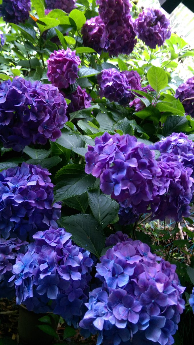 紫陽花
 #TLを花でいっぱいしよう