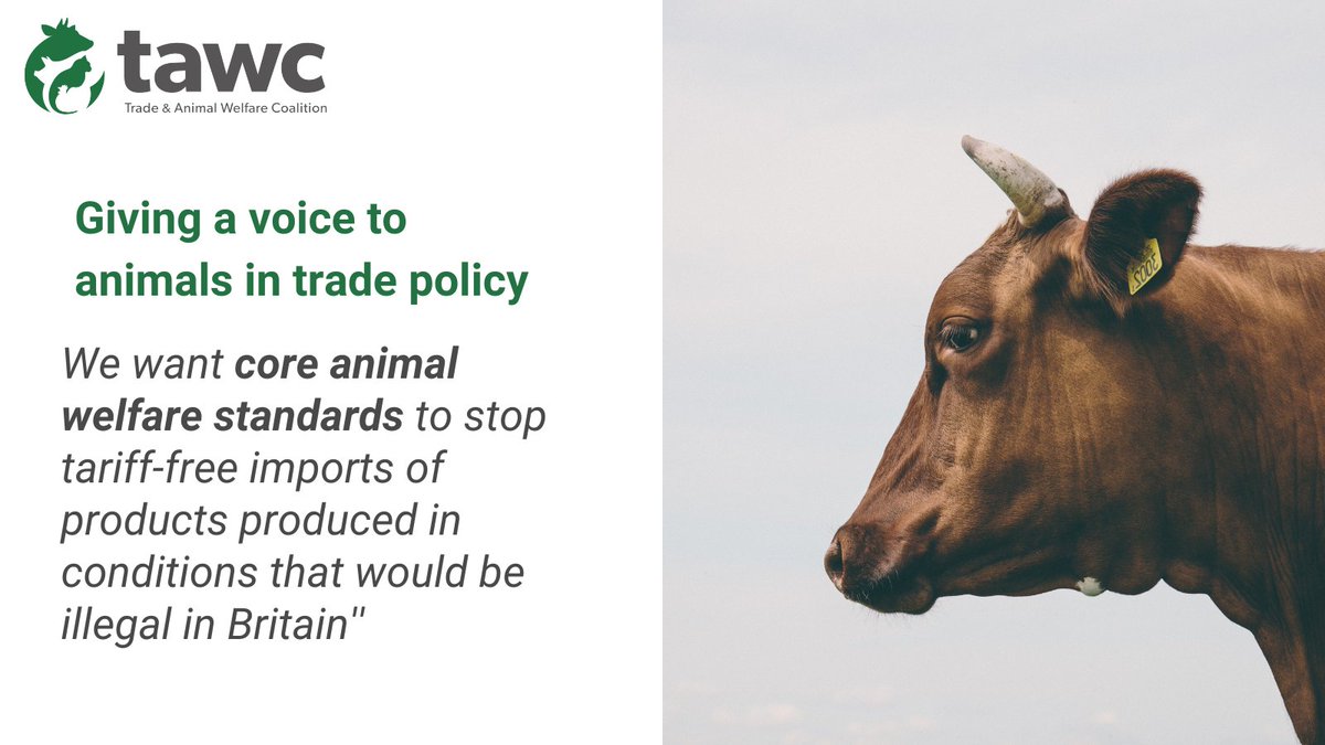 TAWCUK's tweet photo. While the 🇬🇧 has existing bans on:
🐓 force feeding poultry
🐷 gestation crates
🐔 battery cages

these #AnimalWelfare core standards do not apply to imports❗️

The UK government could change this &amp; #StopCruelImports

Check out our core standards paper 👉https://t.co/iSq5zpS0iQ https://t.co/2FcMIn35jR