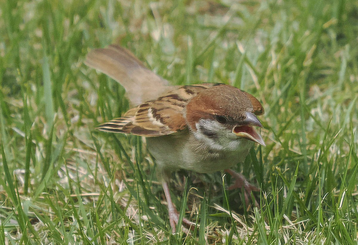 S_BLUE_CANON's tweet photo. 可愛いスズメちゃん😍
#om1mark2
#ED40-150F2.8PRO
#テレコンMC20
#フルサイズ換算600mm
#手持ち撮影 https://t.co/5bIqzK46vL