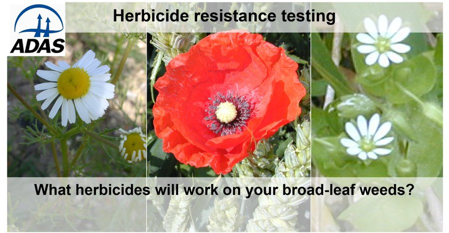 weedwisdomUK's tweet photo. In addition to grass weeds, we can also offer resistance testing for #mayweed #poppy and #chickweed to ALS herbicides.
For other BLW's (e.g groundsel) you can enquire about bespoke testing to weeds@adas.co.uk
Find out how to organise a test 👇
https://t.co/s295c6S1g4 https://t.co/nOkl66Q5jX