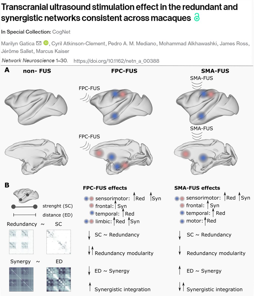 Our paper is now in Network Neuroscience 🧠: doi.org/10.1162/netn_a…
Many thanks to the fantastic team <a href="/ConnectomeLab/">Marcus Kaiser</a> @jerome_sallet <a href="/PedroMediano/">Pedro Mediano</a>  <a href="/MohammadKhawash/">Mohammad AlKhawashki</a> Cyril Atkinson-Clement and James Ross 

Here is a summary of our work:
👇👇👇